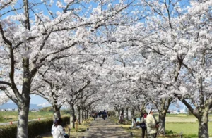 桜並木